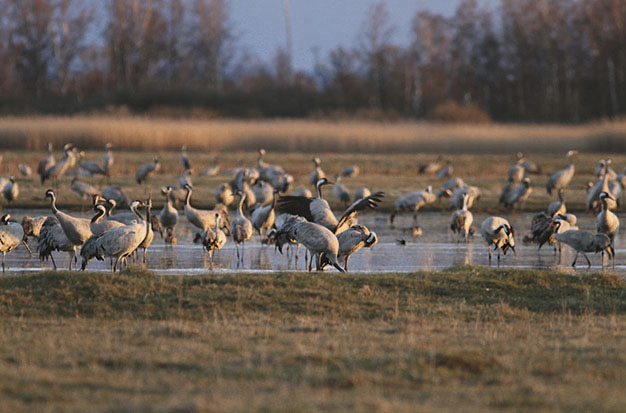 ”Skånes Hornborgasjön”